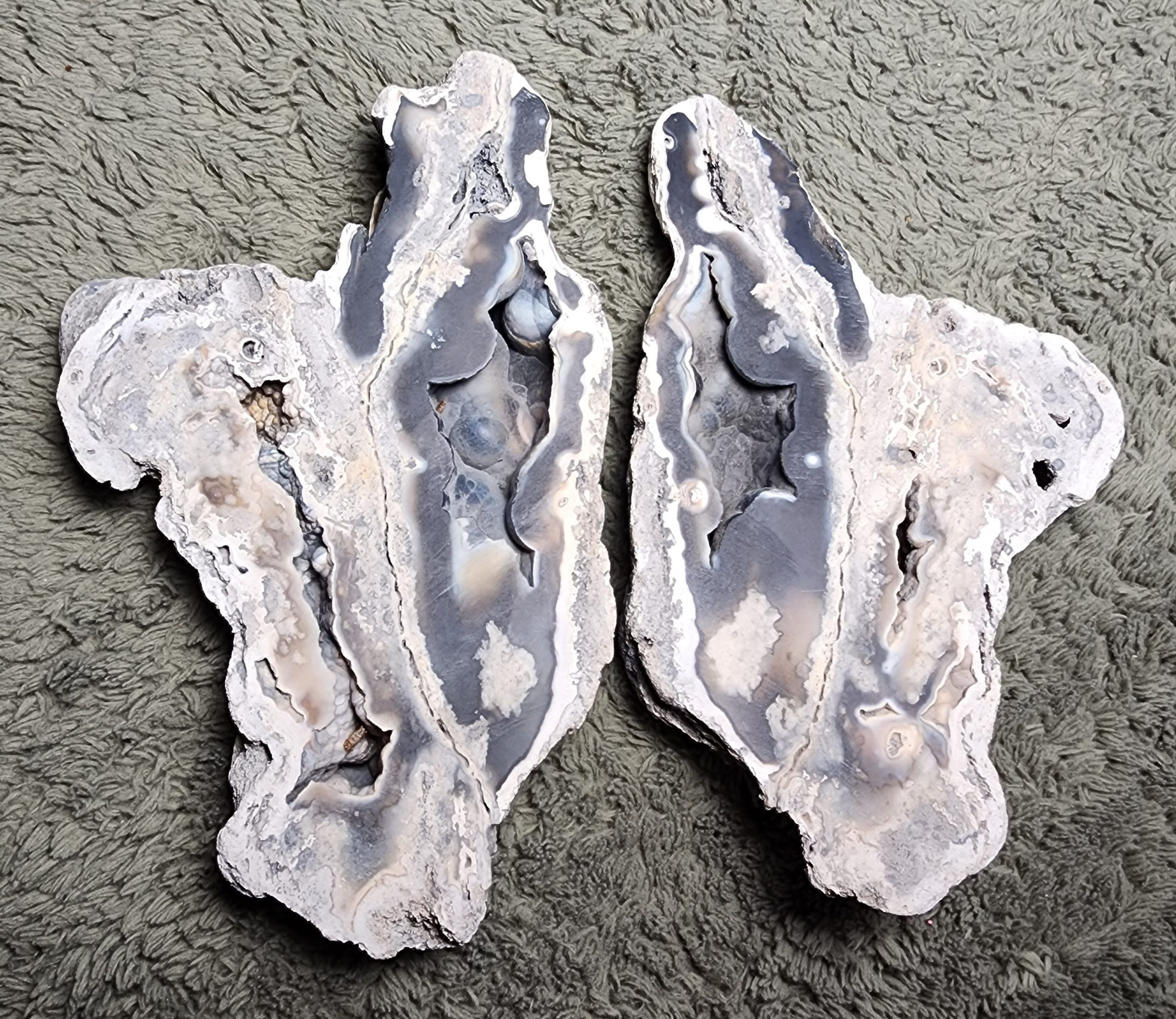 Florida Agatized Coral