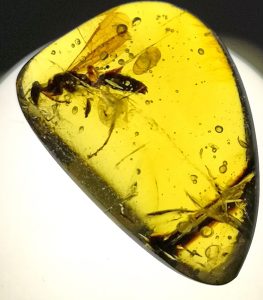 Burmese Amber (Burmite)