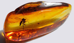 Baltic amber