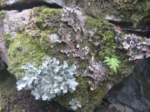 mineral contaminants organic material algae lichen