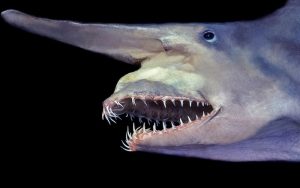 Goblin Shark