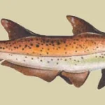 Scapanorhynchus