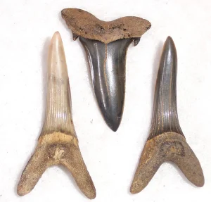 New Jersey Extinct Goblin Shark Teeth Scapanorhynchus texanus