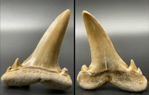 New Jersey Extinct Goblin Shark Teeth Scapanorhynchus texanus