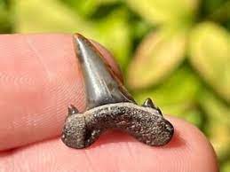 New Jersey Extinct Goblin Shark Teeth Scapanorhynchus texanus