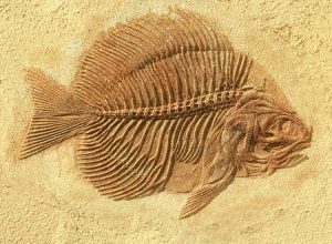 Fossil Fish