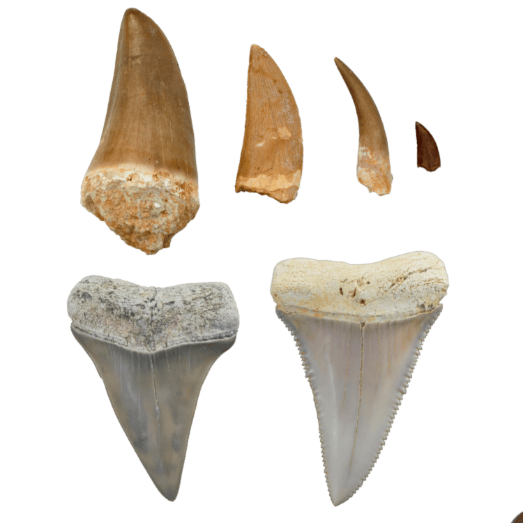Fossil Teeth