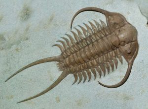Fossil Trilobites