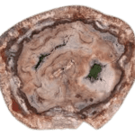 Petrified Wood Fossil