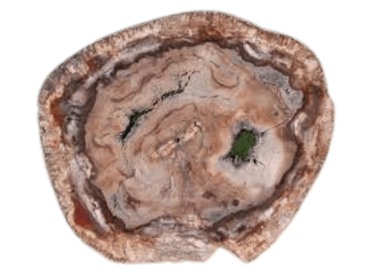 Petrified Wood Fossil