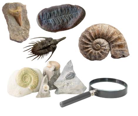 fossil collector guides
