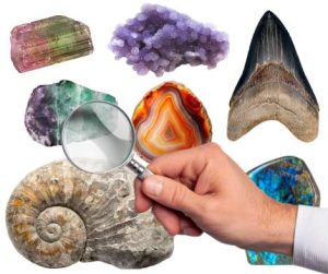 mineral collector guides fossil reference library